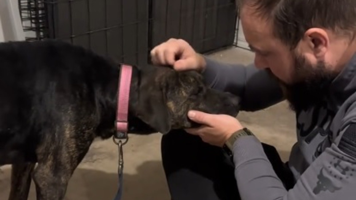 Illustration : "« Son sang était principalement composé d'eau », une chienne couverte de tiques abandonnée sur un parking est sauvée d'une anémie parasitaire (vidéo)"