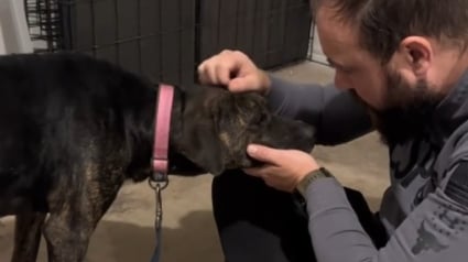Illustration : &laquo; Son sang &eacute;tait principalement compos&eacute; d'eau &raquo;, une chienne couverte de tiques abandonn&eacute;e sur un parking est sauv&eacute;e d'une an&eacute;mie parasitaire (vid&eacute;o)