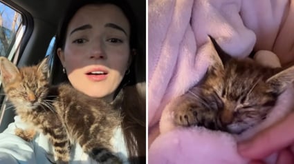 Illustration : Une automobiliste d&eacute;couvre au milieu de la route un chaton abandonn&eacute; incapable d&rsquo;ouvrir les yeux et d&eacute;cide de le sauver (vid&eacute;o)