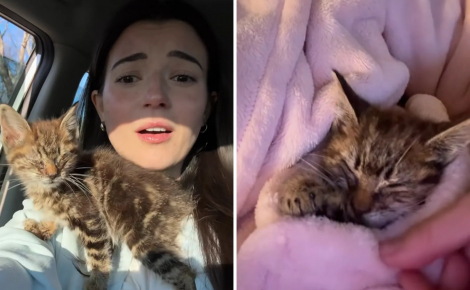 Une automobiliste découvre au milieu de la route un chaton abandonné incapable d’ouvrir les yeux et décide de le sauver (vidéo)