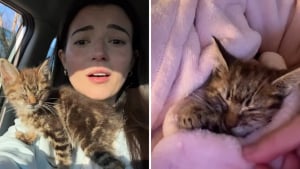 Illustration : Une automobiliste d&eacute;couvre au milieu de la route un chaton abandonn&eacute; incapable d&rsquo;ouvrir les yeux et d&eacute;cide de le sauver (vid&eacute;o)