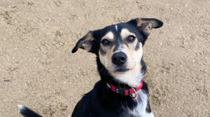 Illustration : D&eacute;couvert dans une habitation insalubre, ce chien autrefois squelettique retrouve une famille apr&egrave;s un premier &eacute;chec d&rsquo;adoption (vid&eacute;o)