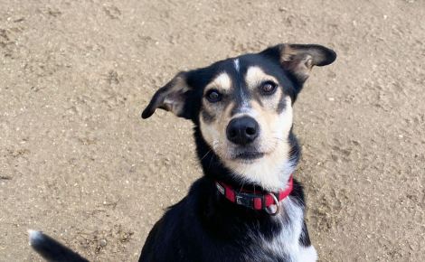 Découvert dans une habitation insalubre, ce chien autrefois squelettique retrouve une famille après un premier échec d’adoption (vidéo)