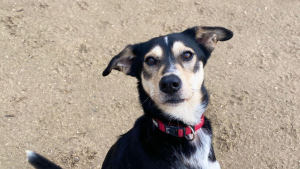 Illustration : Découvert dans une habitation insalubre, ce chien autrefois squelettique retrouve une famille après un premier échec d’adoption (vidéo)