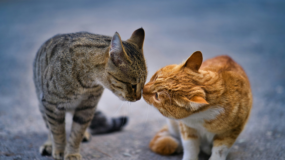 Illustration : "Cognition féline : les chats connaissent le nom de leurs congénères et des humains"