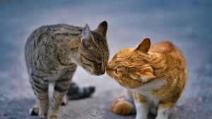 Illustration : Cognition f&eacute;line : les chats connaissent le nom de leurs cong&eacute;n&egrave;res et des humains