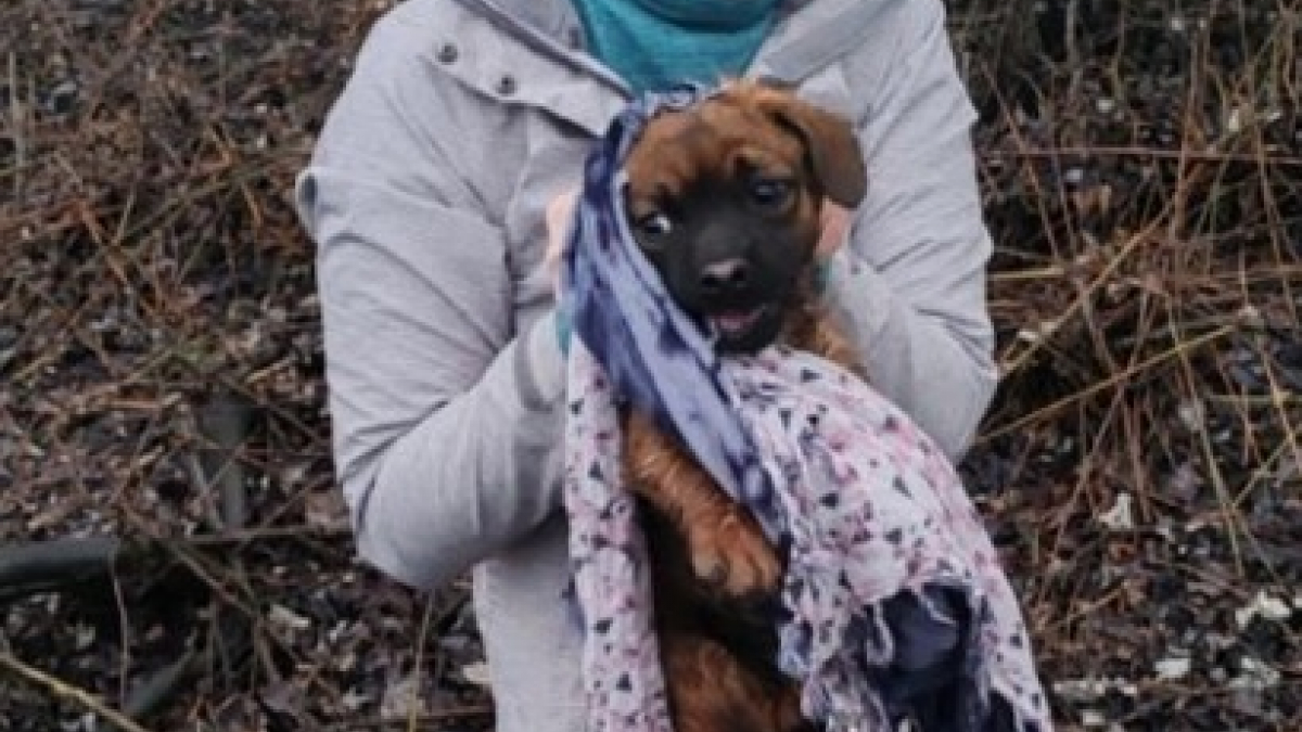 Illustration : "Caché dans un tas de feuilles et de brindilles, ce chiot effrayé découvre la bienveillance grâce à sa sauveteuse"