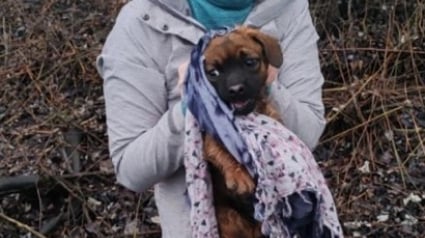Illustration : Cach&eacute; dans un tas de feuilles et de brindilles, ce chiot effray&eacute; d&eacute;couvre la bienveillance gr&acirc;ce &agrave; sa sauveteuse