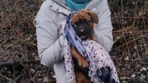 Illustration : "Caché dans un tas de feuilles et de brindilles, ce chiot effrayé découvre la bienveillance grâce à sa sauveteuse"
