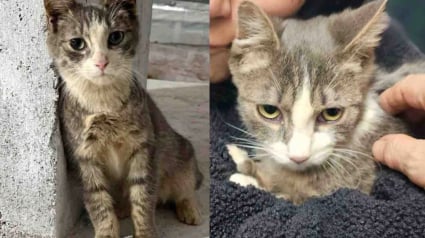 Illustration : Un chat errant nourri et recueilli par des ouvriers sur un chantier trouve une famille apr&egrave;s une longue gu&eacute;rison