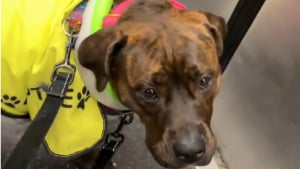 Illustration : Une chienne trouve sa famille pour la vie après avoir porté un gilet jaune dans le métro pour se faire connaître (vidéo)