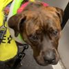 Illustration : Une chienne trouve sa famille pour la vie apr&egrave;s avoir port&eacute; un gilet jaune dans le m&eacute;tro pour se faire conna&icirc;tre (vid&eacute;o)