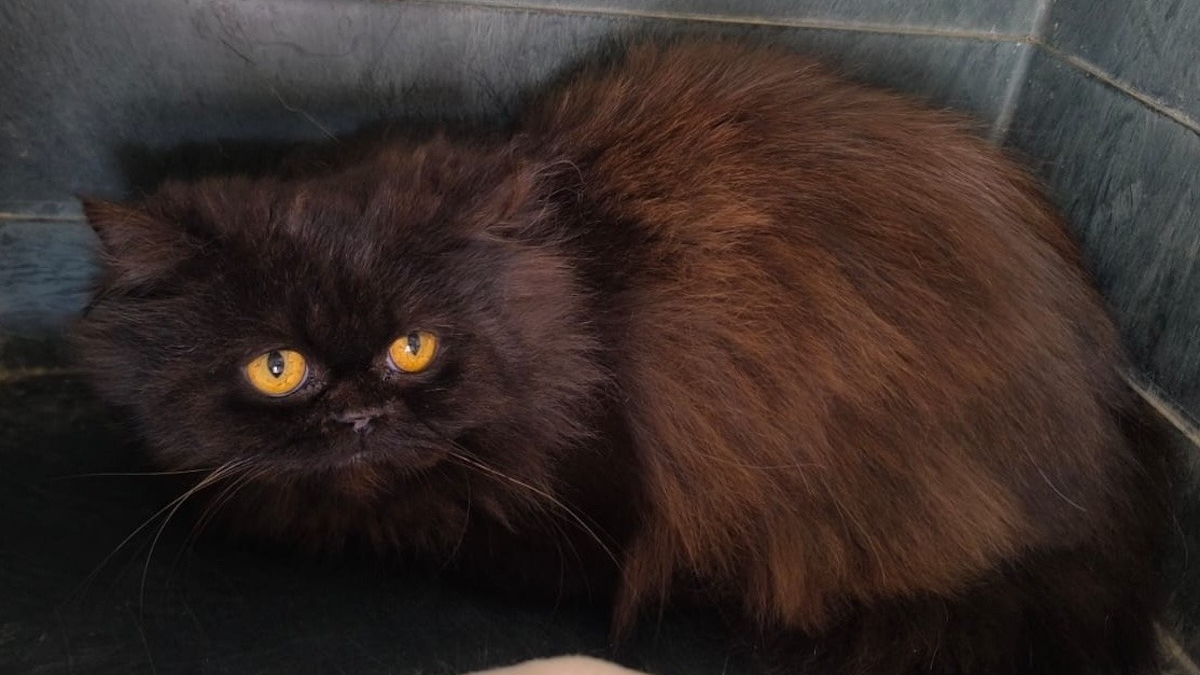 Illustration : "Rescapé d’un élevage clandestin, ce chat Persan au regard inquiet cherche une famille qui lui redonnera la joie de vivre"