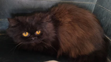 Illustration : Rescap&eacute; d&rsquo;un &eacute;levage clandestin, ce chat Persan au regard inquiet cherche une famille qui lui redonnera la joie de vivre