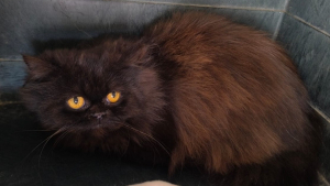 Illustration : Rescapé d’un élevage clandestin, ce chat Persan au regard inquiet cherche une famille qui lui redonnera la joie de vivre