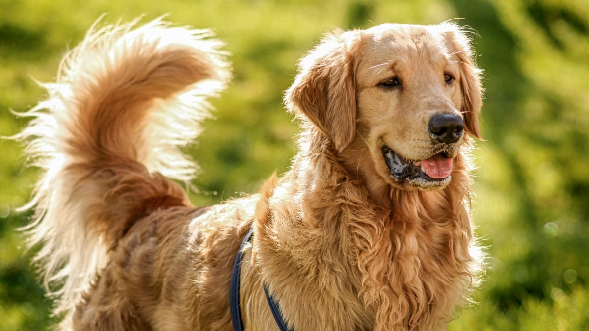 Illustration : "Un chien qui remue la queue est toujours amical, vrai ou faux ?"