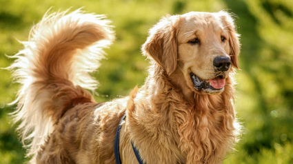 Illustration : Un chien qui remue la queue est toujours amical, vrai ou faux ?