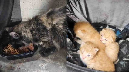 Illustration : Trouv&eacute;s dans un pneu vide, une chatte et ses chatons sont sauv&eacute;s gr&acirc;ce &agrave; une association