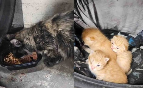 Trouvés dans un pneu vide, une chatte et ses chatons sont sauvés grâce à une association