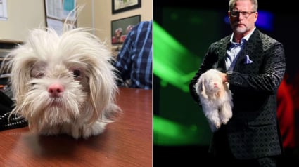 Illustration : Un Shih-Tzu aveugle et albinos trouve enfin une famille apr&egrave;s avoir subi une l'attaque d'un autre chien