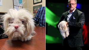 Illustration : Un Shih-Tzu aveugle et albinos trouve enfin une famille après avoir subi une l'attaque d'un autre chien