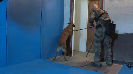 Illustration : Un Malinois de 1 an et demi aide la gendarmerie fran&ccedil;aise &agrave; trouver du mat&eacute;riel informatique cach&eacute; lors de perquisitions dans le cadre d&rsquo;affaires de p&eacute;docriminalit&eacute; ou de cryptomonnaie