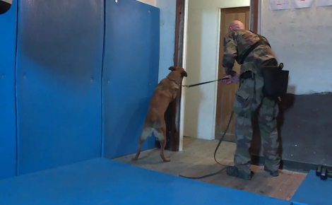 Un Malinois de 1 an et demi aide la gendarmerie française à trouver du matériel informatique caché lors de perquisitions dans le cadre d’affaires de pédocriminalité ou de cryptomonnaie