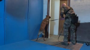 Illustration : "Un Malinois de 1 an et demi aide la gendarmerie française à trouver du matériel informatique caché lors de perquisitions dans le cadre d’affaires de pédocriminalité ou de cryptomonnaie"