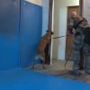 Illustration : Un Malinois de 1 an et demi aide la gendarmerie fran&ccedil;aise &agrave; trouver du mat&eacute;riel informatique cach&eacute; lors de perquisitions dans le cadre d&rsquo;affaires de p&eacute;docriminalit&eacute; ou de cryptomonnaie