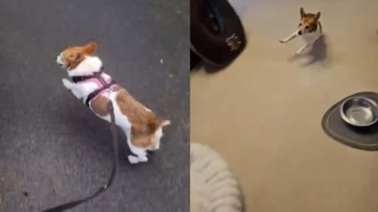 Illustration : Une Jack Russell Terrier de 22 ans impressionne gr&acirc;ce &agrave; ses capacit&eacute;s motrices et physiques dignes d'un chiot (vid&eacute;o)