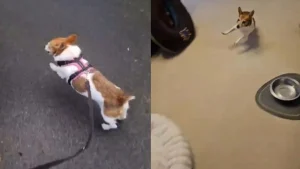 Illustration : Une Jack Russell Terrier de 22 ans impressionne grâce à ses capacités motrices et physiques dignes d'un chiot (vidéo)