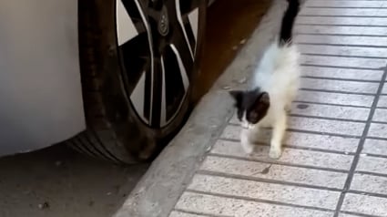 Illustration : Un chaton tr&egrave;s craintif surmonte sa peur en se pr&eacute;sentant devant la fen&ecirc;tre d&rsquo;un &eacute;tranger et devient un vrai chat d&rsquo;int&eacute;rieur (vid&eacute;o)