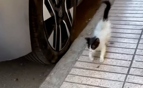 Un chaton très craintif surmonte sa peur en se présentant devant la fenêtre d’un étranger et devient un vrai chat d’intérieur (vidéo)