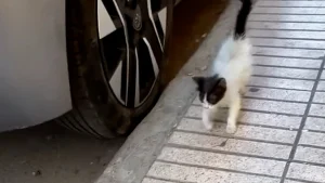 Illustration : Un chaton très craintif surmonte sa peur en se présentant devant la fenêtre d’un étranger et devient un vrai chat d’intérieur (vidéo)