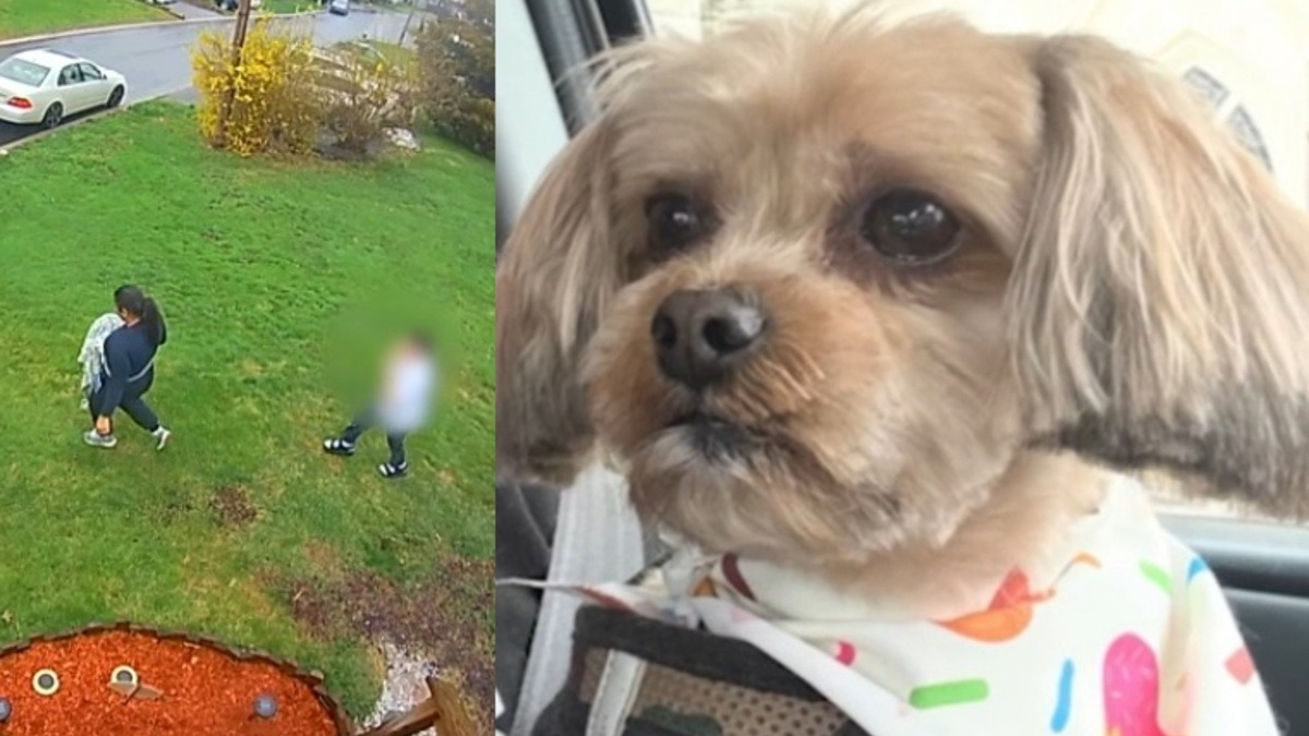 Illustration : "Une femme accompagnée d'un enfant vole un chien devant chez lui, son acte est filmé et l'animal rendu à sa famille 3 jours plus tard"