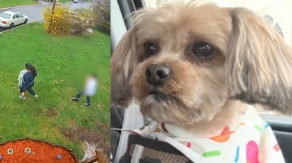 Illustration : Une femme accompagn&eacute;e d'un enfant vole un chien devant chez lui, son acte est film&eacute; et l'animal rendu &agrave; sa famille 3 jours plus tard