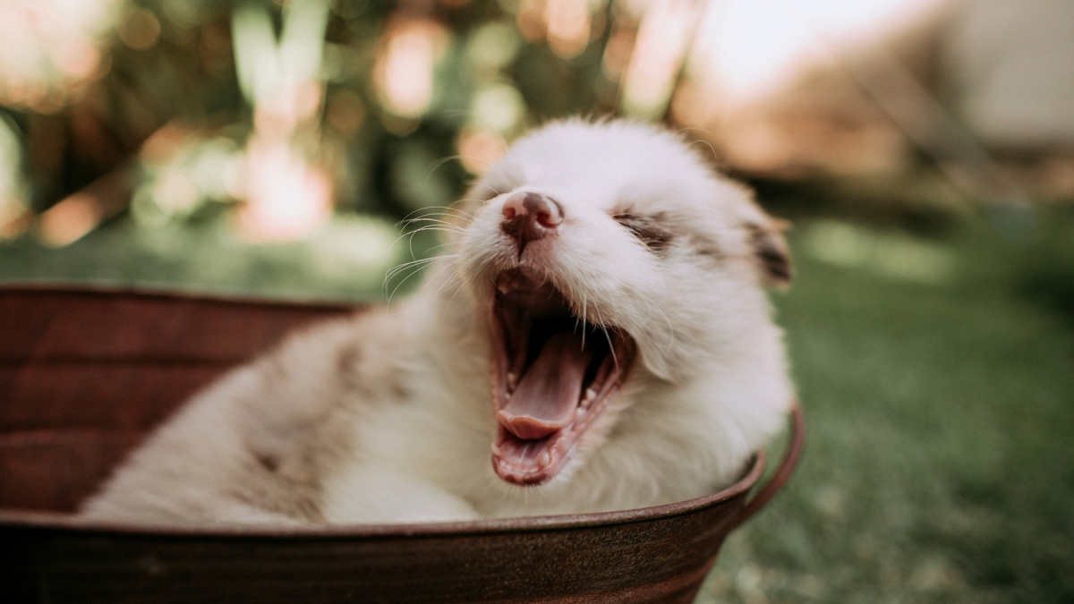 Illustration : "Un chien qui bâille est-il forcément fatigué ?"