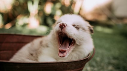 Illustration : Un chien qui b&acirc;ille est-il forc&eacute;ment fatigu&eacute; ?