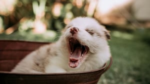 Illustration : Un chien qui b&acirc;ille est-il forc&eacute;ment fatigu&eacute; ?