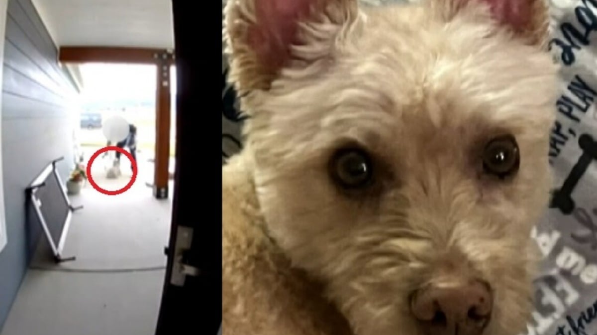 Illustration : "« J'étais en état de choc total », la direction d'Amazon enquête sur un livreur ayant violemment projeté au sol le chien d'une famille"