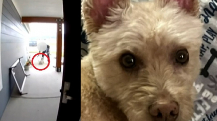 Illustration : &laquo; J'&eacute;tais en &eacute;tat de choc total &raquo;, la direction d'Amazon enqu&ecirc;te sur un livreur ayant violemment projet&eacute; au sol le chien d'une famille