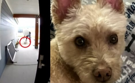 « J'étais en état de choc total », la direction d'Amazon enquête sur un livreur ayant violemment projeté au sol le chien d'une famille