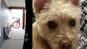 Illustration : "« J'étais en état de choc total », la direction d'Amazon enquête sur un livreur ayant violemment projeté au sol le chien d'une famille"