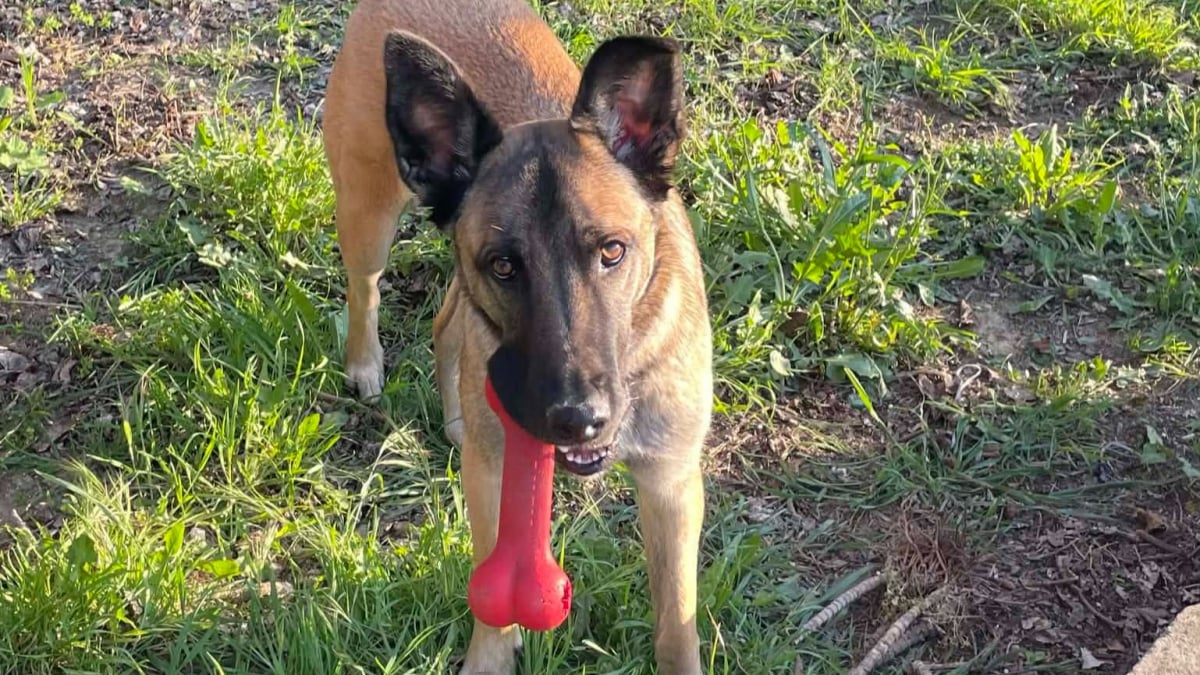 Illustration : "Sauvée d'une fourrière à La Réunion puis abandonnée après une séparation, cette chienne espère rencontrer la famille qui changera sa vie"