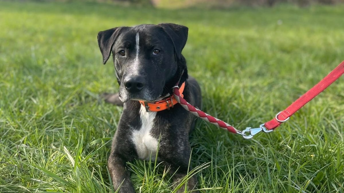 Illustration : "Arrivé en refuge après une vie instable, ce chien qui était invisible au refuge a enfin été choisi par une famille (vidéo)"