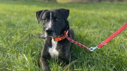 Illustration : Arriv&eacute; en refuge apr&egrave;s une vie instable, ce chien qui &eacute;tait invisible au refuge a enfin &eacute;t&eacute; choisi par une famille (vid&eacute;o)