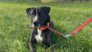 Illustration : Arrivé en refuge après une vie instable, ce chien qui était invisible au refuge a enfin été choisi par une famille (vidéo)