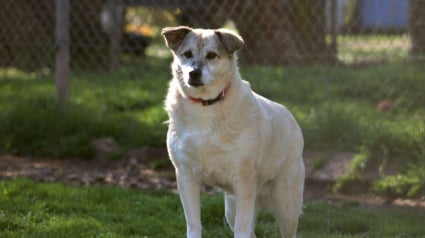 Illustration : Marqu&eacute;e par son pass&eacute; dans la rue, cette douce chienne attend au refuge une famille pr&ecirc;te &agrave; l&rsquo;accompagner avec amour (vid&eacute;o)