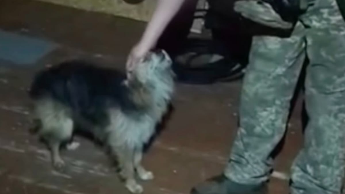 Illustration : "En pleine zone de guerre, un drone militaire réussit l’évacuation aérienne d’un chat et d’un chien sur 12 km (vidéo)"