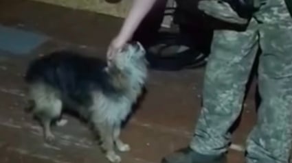 Illustration : En pleine zone de guerre, un drone militaire r&eacute;ussit l&rsquo;&eacute;vacuation a&eacute;rienne d&rsquo;un chat et d&rsquo;un chien sur 12 km (vid&eacute;o)